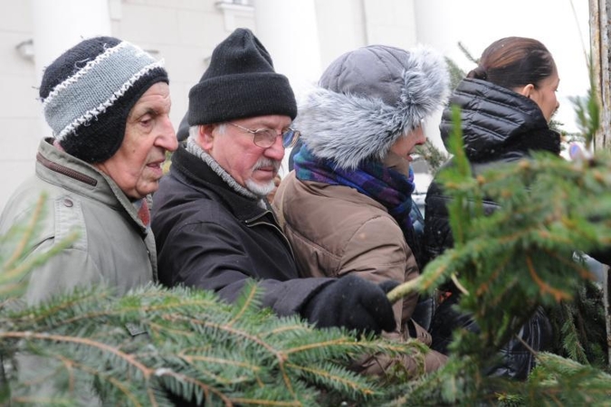 Šiandien miškininkai vilniečiams dalijo eglių šakas 