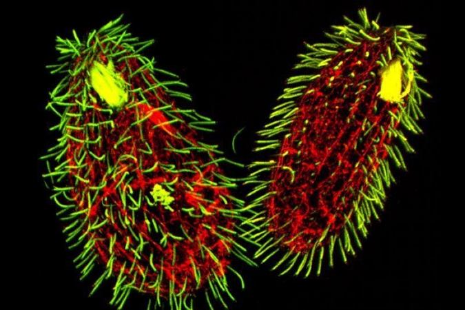 Kaip dauginasi 7 lytis turintis organizmas „Tetrahymena thermophila“?