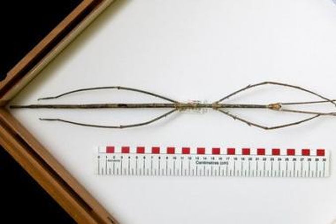 Rekordinio vabzdžio ilgis – 56 centimetrai