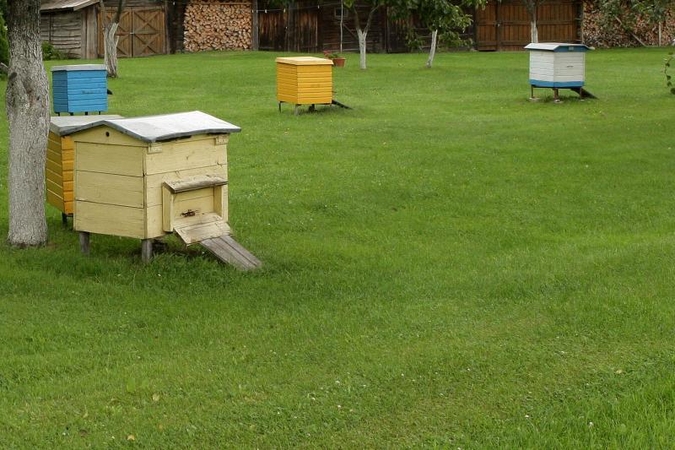Vagių grobis Gargžduose - aviliai su bitėmis