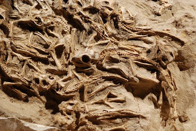 Atrastas dinozaurų lizdas atskleidė reptilijų švelnumą