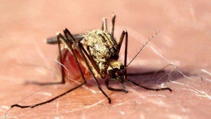 Gamtininkas: kai kuriuos žmones erkės myli, kiti joms - atgrasūs