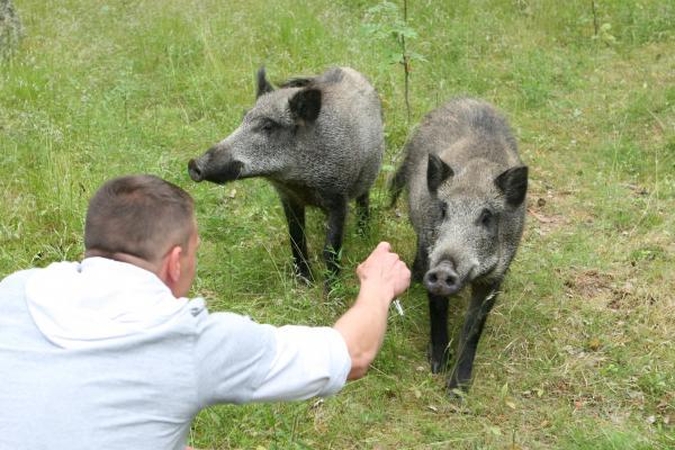 Uždaromu Neringos sąvartynu nepatenkinti - šernai