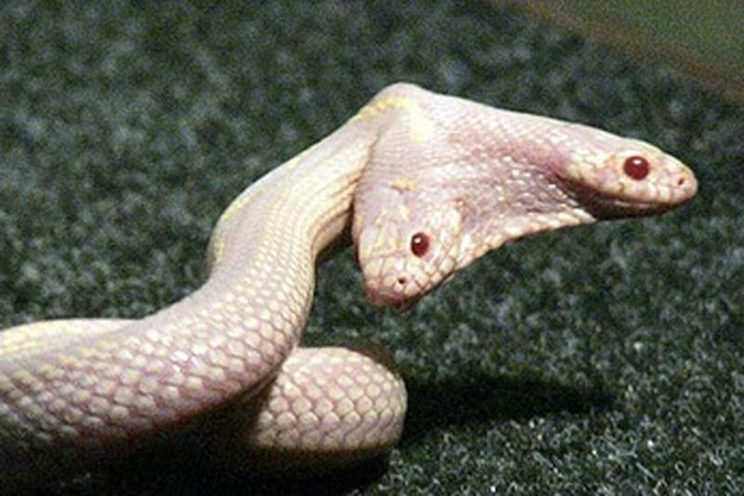 Ukrainos zoologijos sodo lankytojus stebina dvigalvė gyvatė