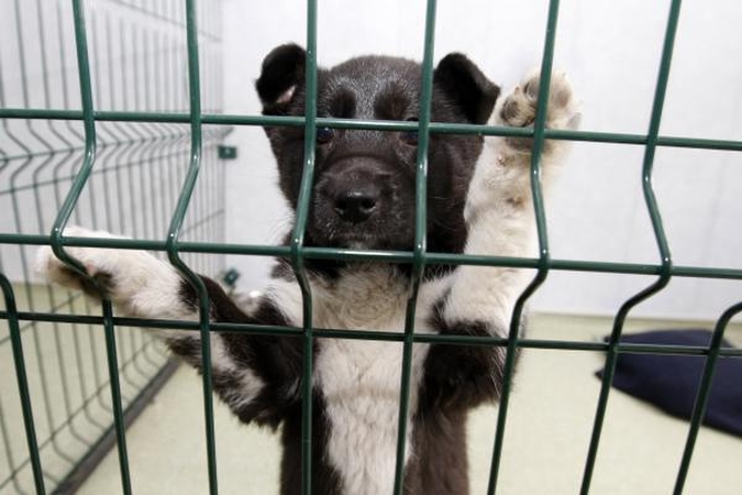 Gyvūnų prieglauda „5 pėdutės“ pakilo iš pelenų