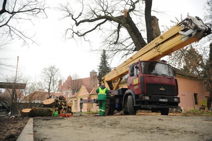 Užupiečiai pašiurpę: Sereikiškėse kapojamas seniausias miesto ąžuolas