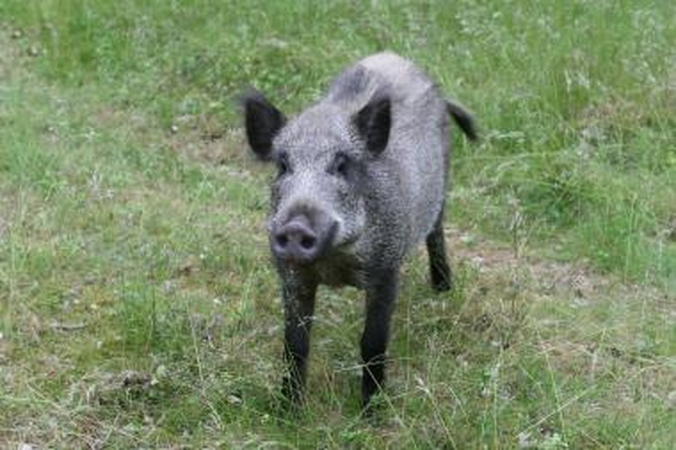 Laukiniai paukščiai ir žvėrys niokoja ūkininkų pasėlius