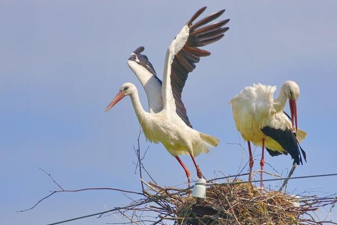 Į Vilnių parskrido baltieji gandrai