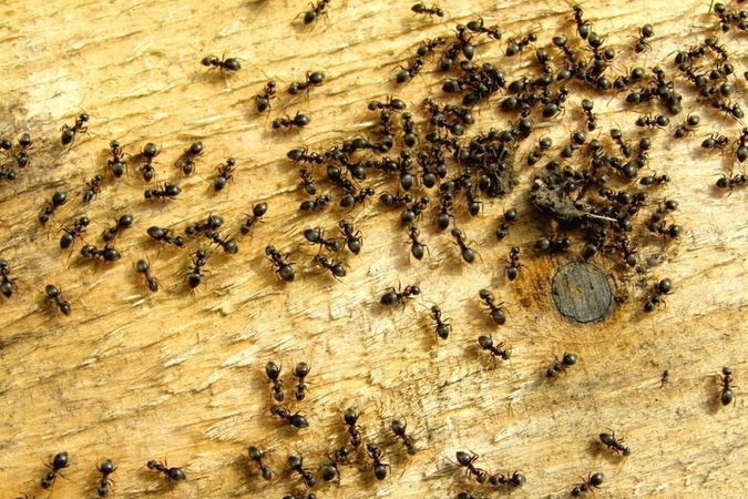 Kodėl skruzdės laižo susirgusią gentainę?