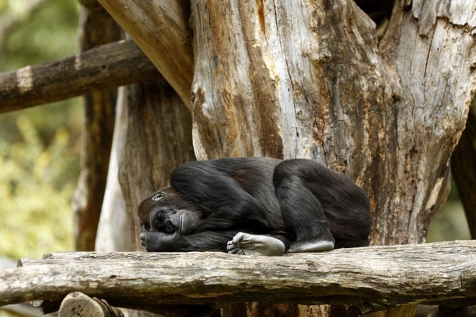 Tokijo zoologijos sode pasaulį išvydo gorilos jauniklis