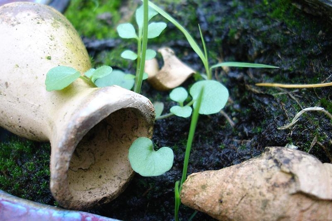 Nykstančių augalų priežiūra – mūsų pačių rankose