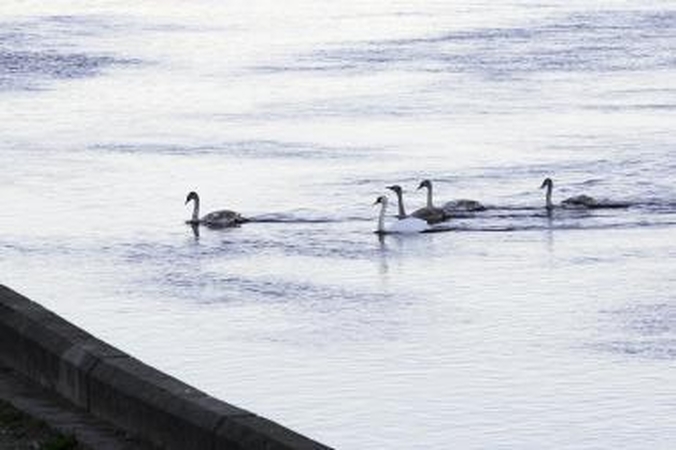 Gamtosaugininkai: neskubėkime gulbių maitinti