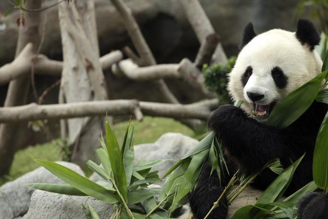 Kinijoje stebėjimo kameros užfiksavo mėsą ėdančią pandą