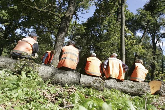Dėl medžių pjovimo darbų Vilniaus gatvėse bus ribojamas eismas