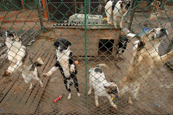 „Penkta koja“: nuskriausti žmogaus moko žmogiškumo