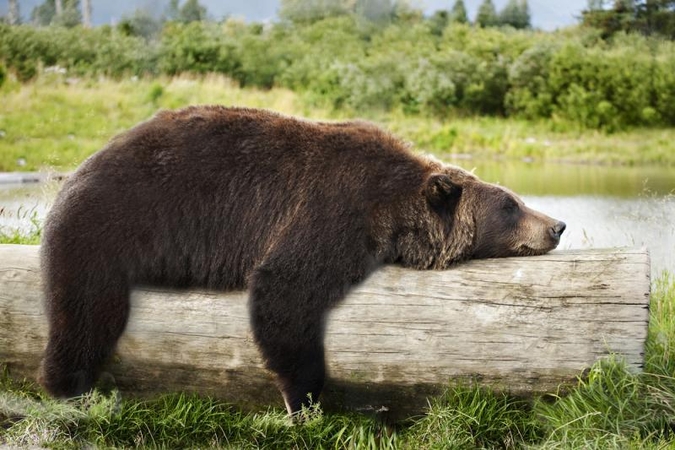 Žiemos miegas – iki šiol neatskleista paslaptis