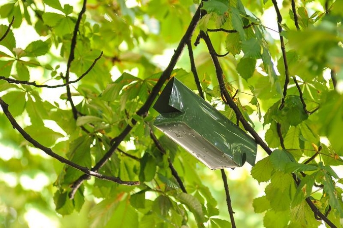Kaune pagalbos sulauks daugiau kaštonų  