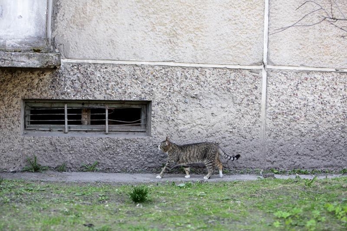Klaipėdoje prie daugiabučio kažkas nušovė katę