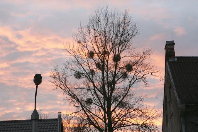 Planetą išgelbės senųjų medžių klonai?