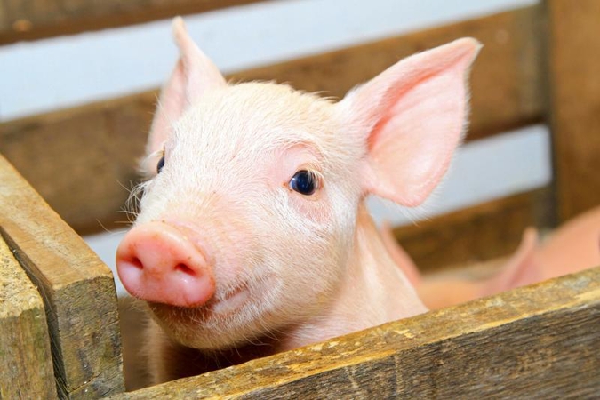 „Pig Chase“ – žaidimas kiaulėms ir žmonėms