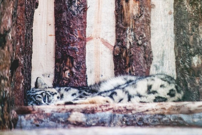 Žibutė turi draugę – snieginio leopardo patelę Sierko