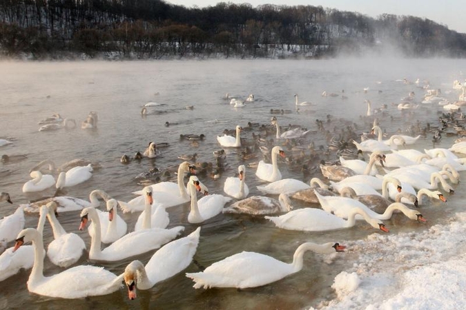 Gelbėdama gulbes, išsimaudė lediniame vandenyje