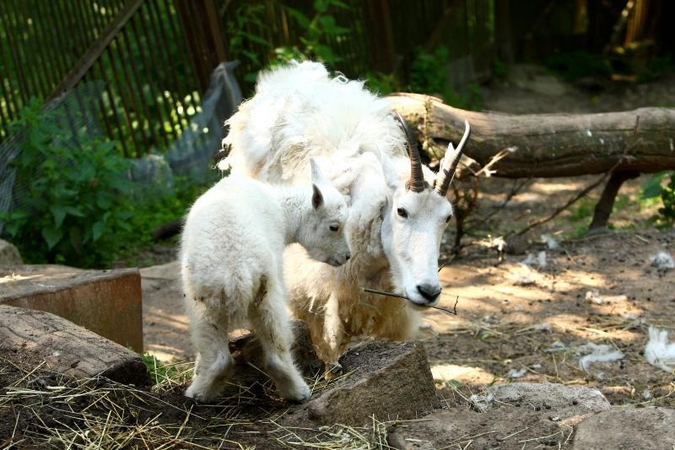 Zoologijos sodo 75-ojo gimtadienio proga – burbulų fiesta
