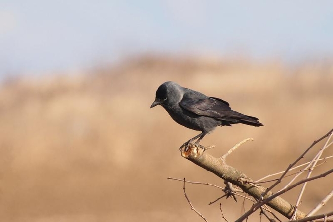 Lietuvos ornitologų draugija pasmerkė kovų lizdų naikinimą Vilniuje