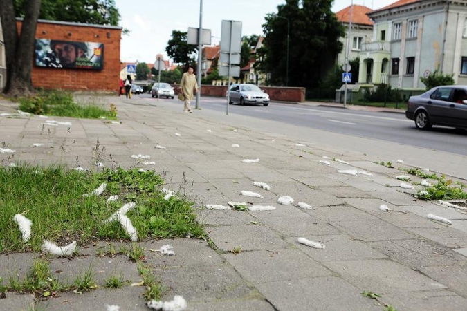 Miestas                  skęsta tuopų pūkuose