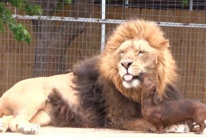 Keturi taksai zoologijos parke prižiūri sergantį liūtą