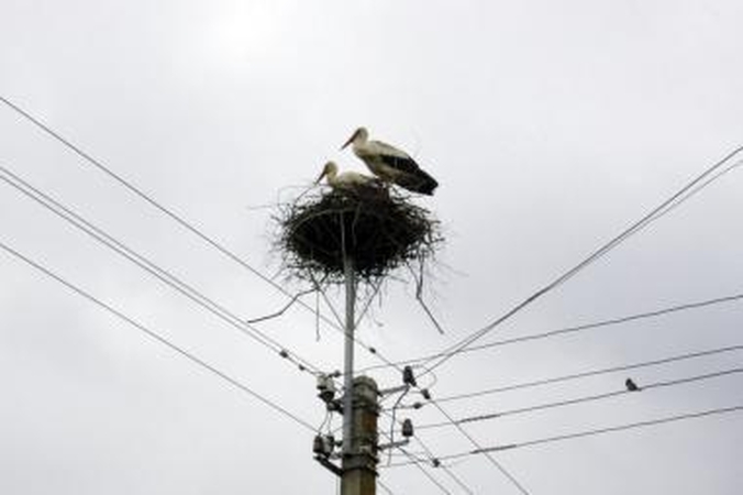 Energetikai siekia išsaugoti gandrus