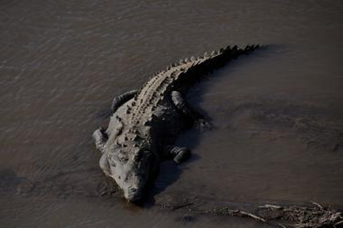 Ciklonas traumavo Australijos krokodilus