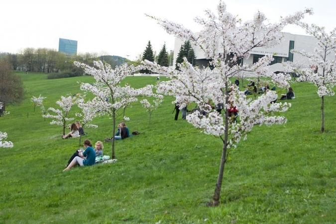 Vilniuje planuojama įrengti japonišką sodą