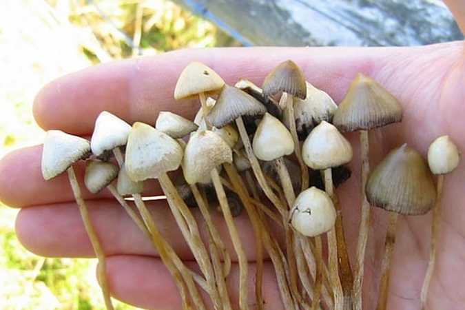 Nepale – stebuklingais vadinamų grybų rinkimo įkarštis