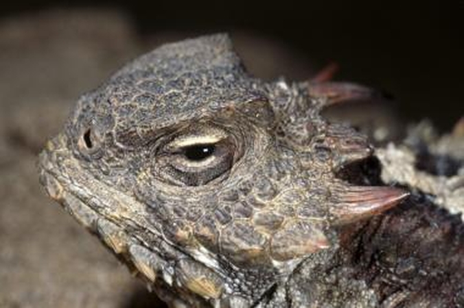 Reptilijoms saulė prilygsta vitaminams