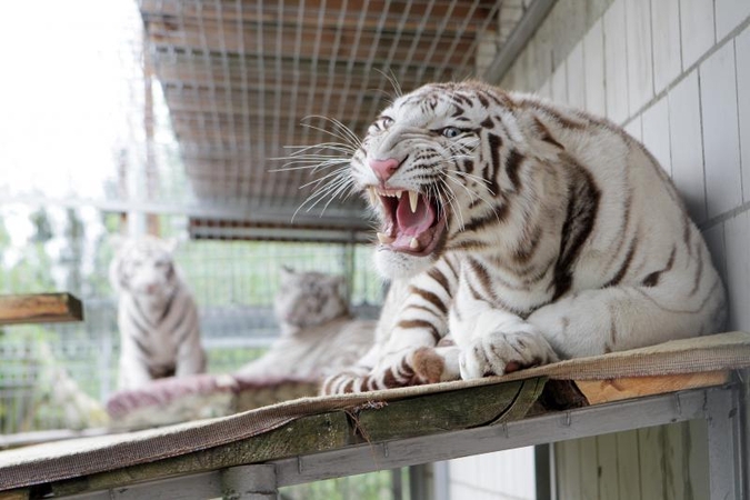 Zoologijos sode šalia Klaipėdos apsigyveno trys baltosios tigrės