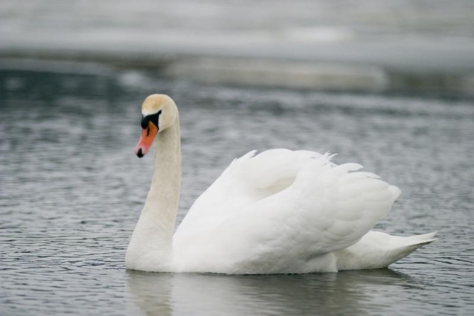 Gulbes nuo lapių saugo BBC 4