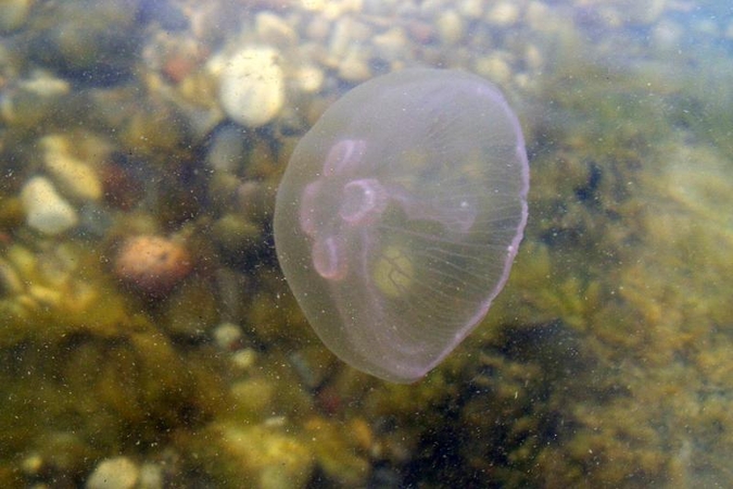 Baltijos jūros pakrantėje – medūzos