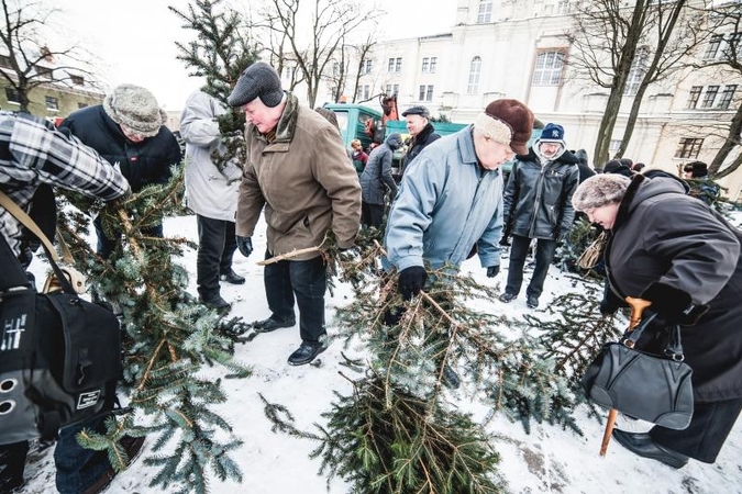 Tūkstantį eglišakių kauniečiai išgraibstė akimirksniu