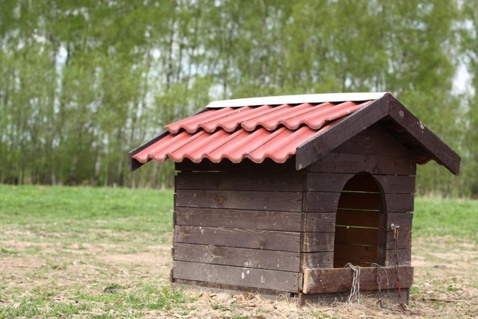 Atskubėję pas sužeistą šunį veterinarai buvo šokiruoti (foto)