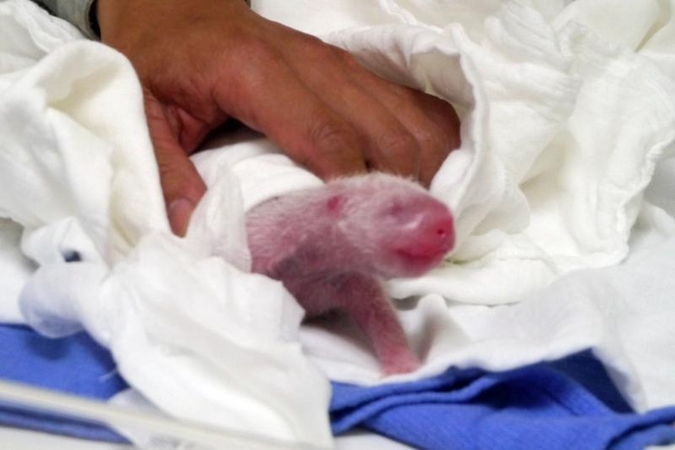 Pirmąją Taivane gimusią didžiąją pandą lankytojai pamatys po 3 mėnesių