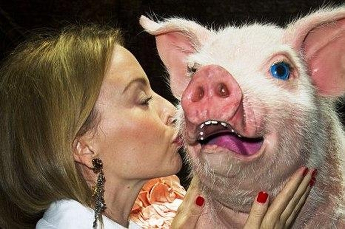 K.Minogue kiaulę apdovanojo bučiniais
