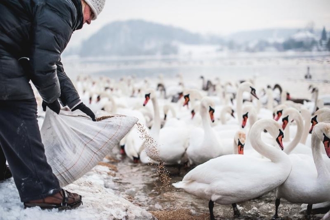 Išbadėjusios gulbės tapo piktavalių taikiniu