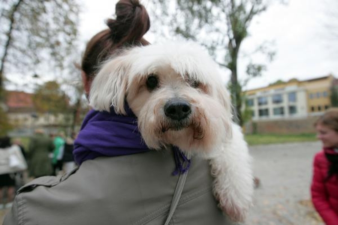 Vilniuje buvo šventinami naminiai gyvūnai