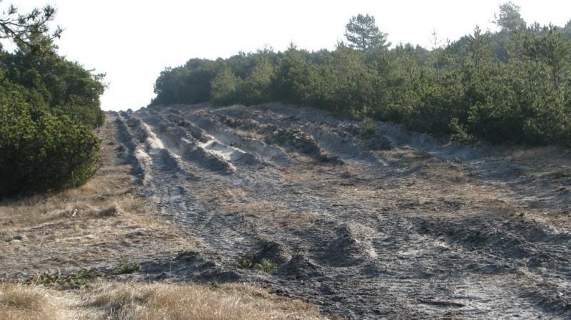 Sunkiasvorė technika suniokojo Kuršių nerijos kopagūrį (foto)