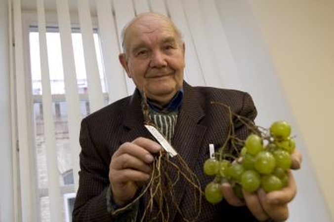 Ekologo svajonė – lietuviškos vynuogės