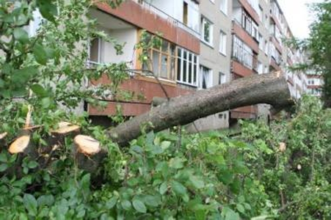 Sukiršino: dėl šviesą užstojusių medžių nupjovimo bendrijos pirmininkui J.Eitučiui teko aiškintis įvairiems tikrintojams.