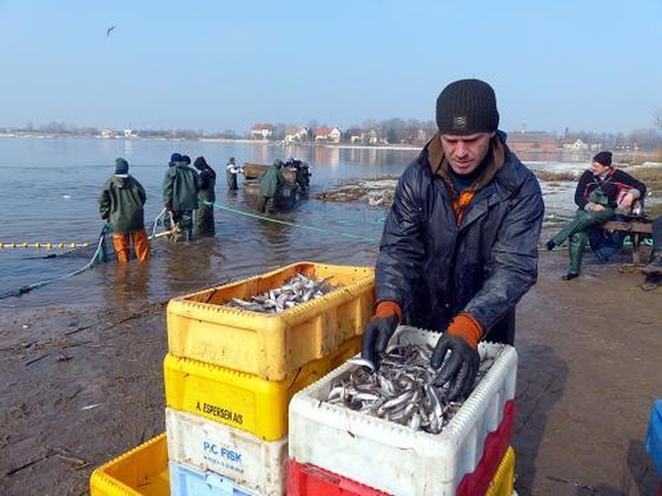 Stintų gaudymas – it bulviakasis