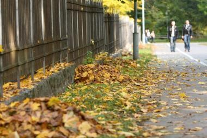 Geriausias kompostas – iš rudeninių lapų