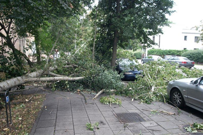 Medžių gelbėtojai: sostinėje nėra nė vieno sveiko medžio